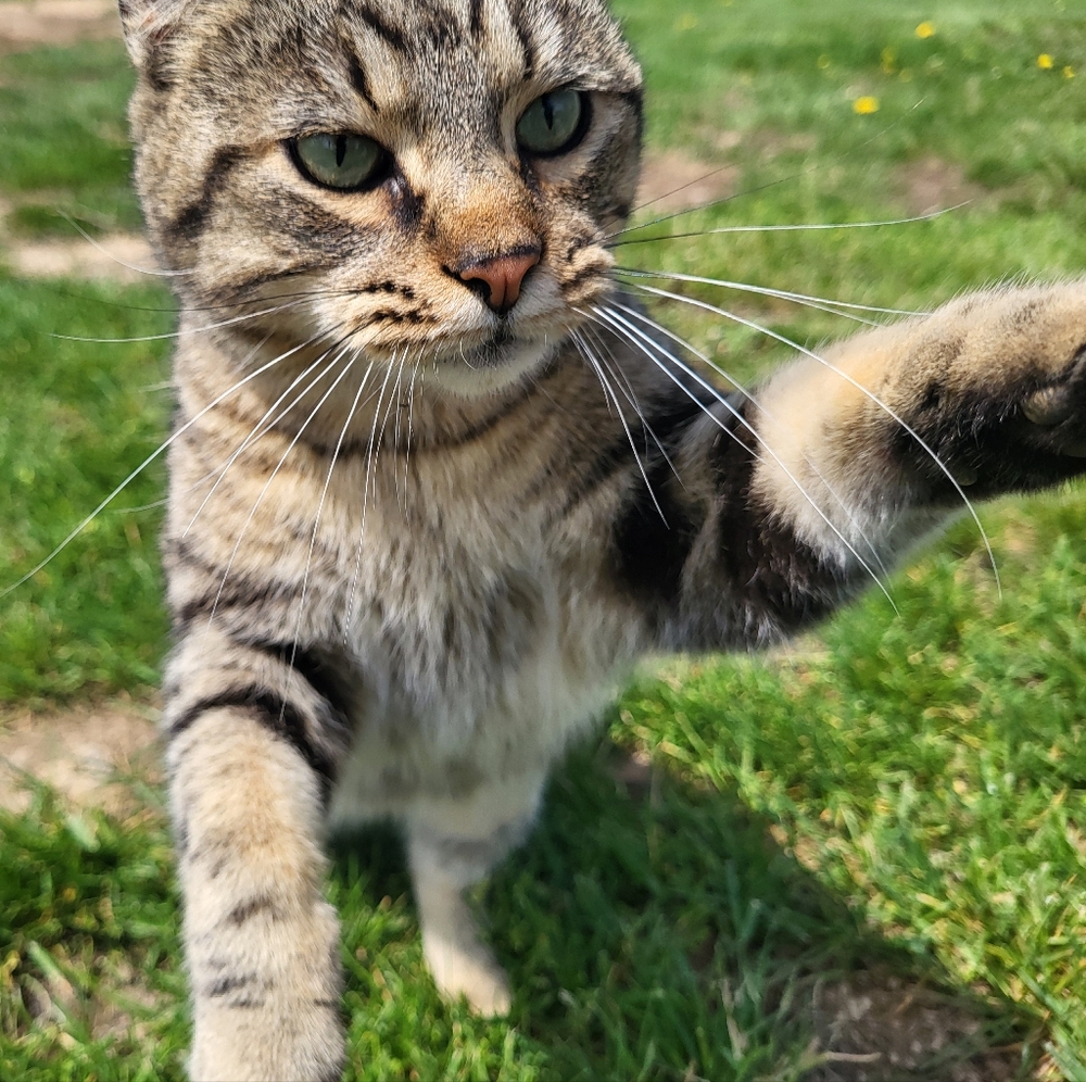Meet your Posher, Abigail